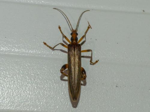 Oedemera femoralis